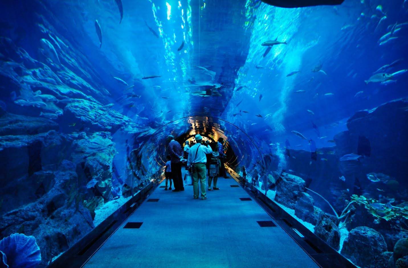 Picture of Dubai Aquarium and Underwater Zoo
